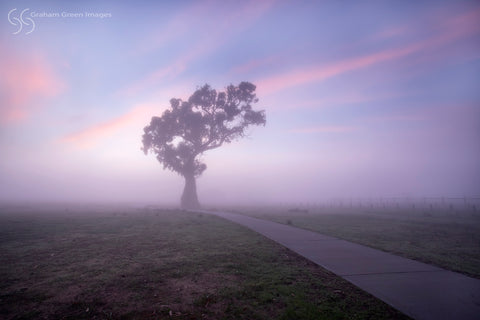 Foggy Morning, Yellagonga - FM0371