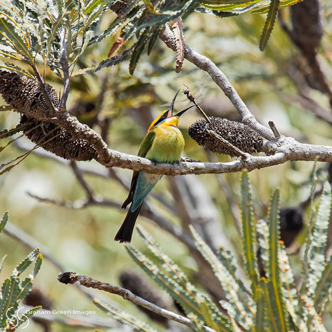Rainbow Bee-eater - RB0335