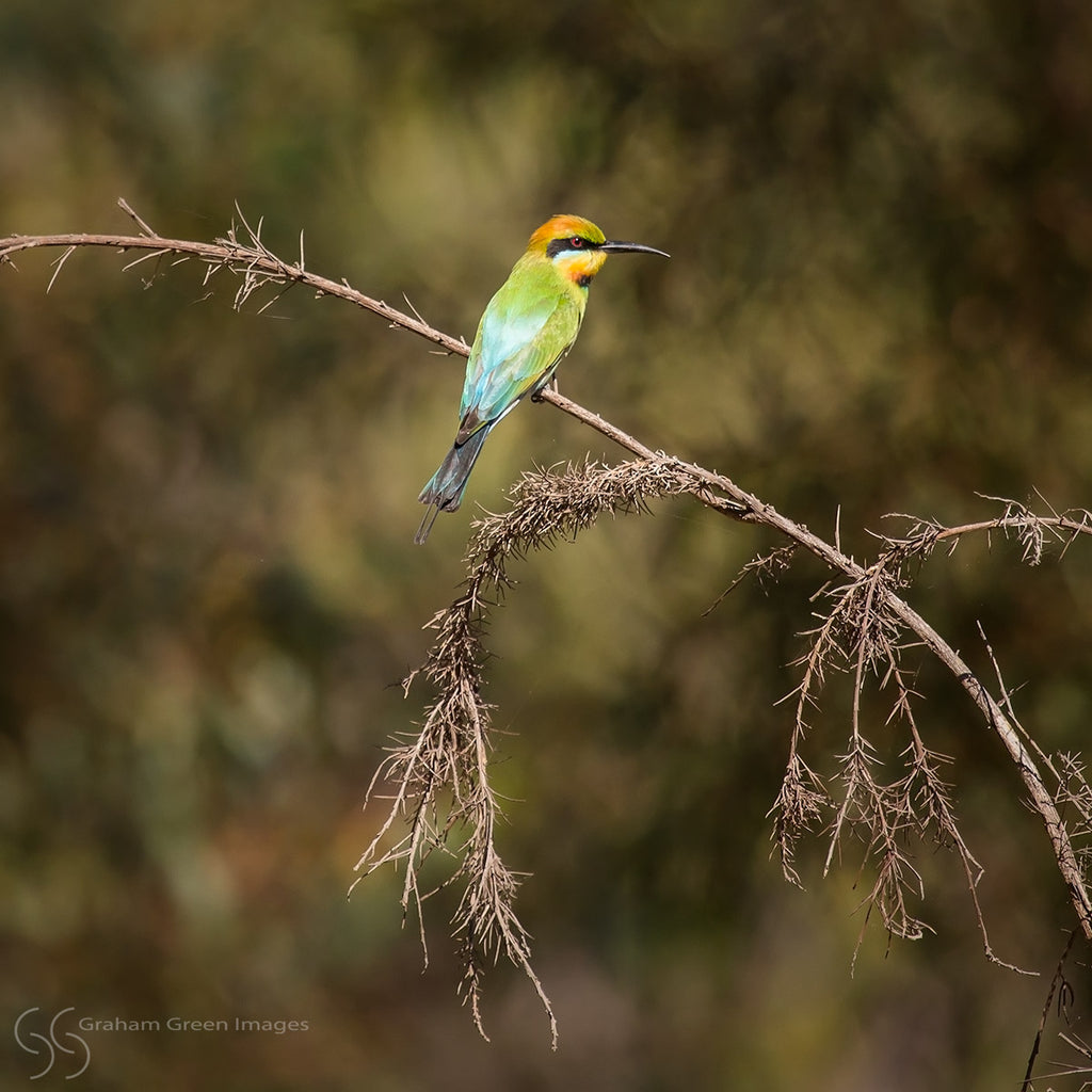 Rainbow Bee-eater - RB5001