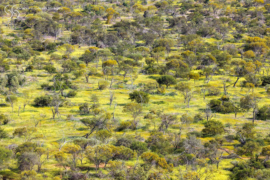 Wildflowers, Coalseam - WF7931