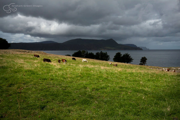 Cows, Tasmania - TA3008