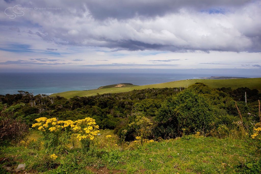 Curio Bay, NZ - NZ4032