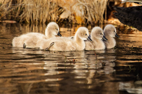 Cygnets, Lake Joondalup - CG3021