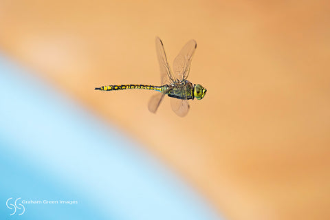 Dragonfly - DF0416