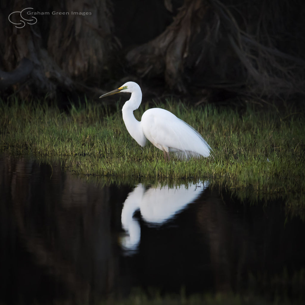 Egret, Lake Joondalup - JN4107