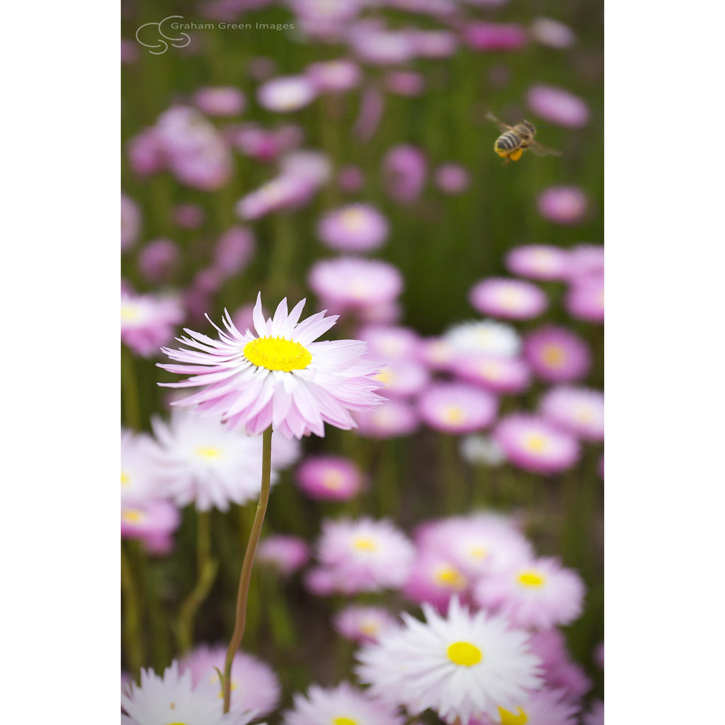 Everlastings, Western Australia - WF5015