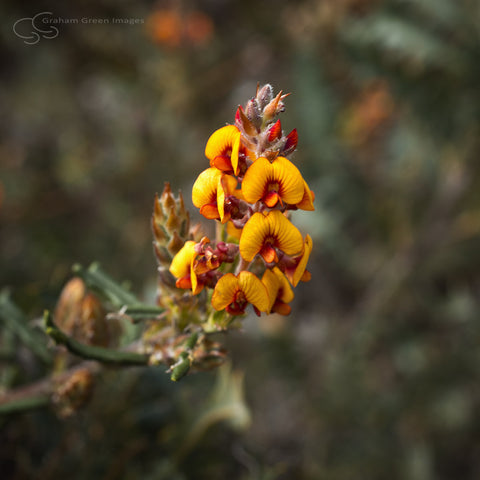 Wildflowers, Western Australia - WF5022