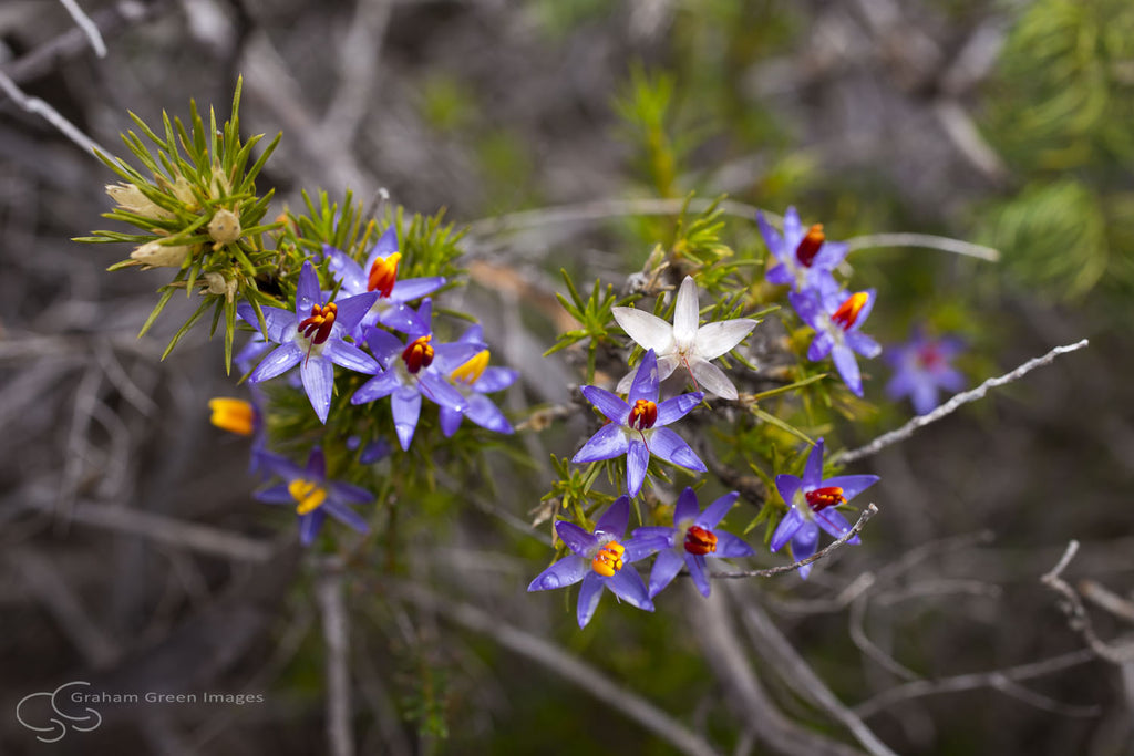Wildflowers, Western Australia - WF5011