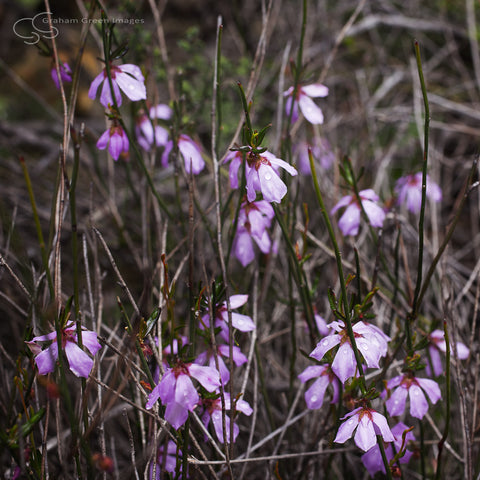 Wildflowers, Western Australia - WF5029