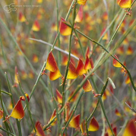 Wildflowers, Western Australia - WF5028
