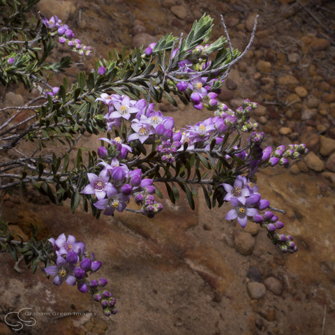 Wildflowers, Western Australia - WF5025