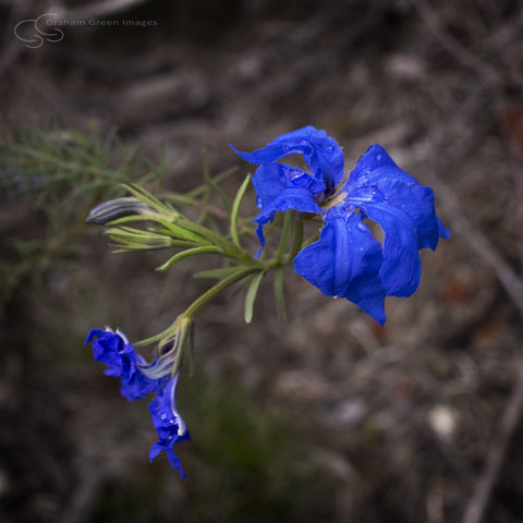 Wildflowers, Western Australia - WF5027