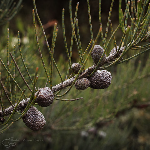 Wildflowers, Western Australia  - WF5024