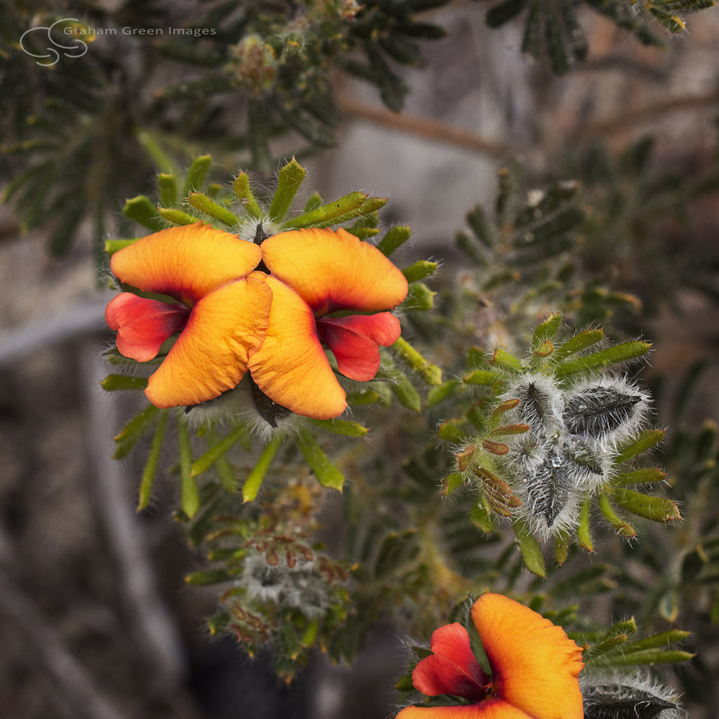 Wildflowers, Western Australia - WF5026