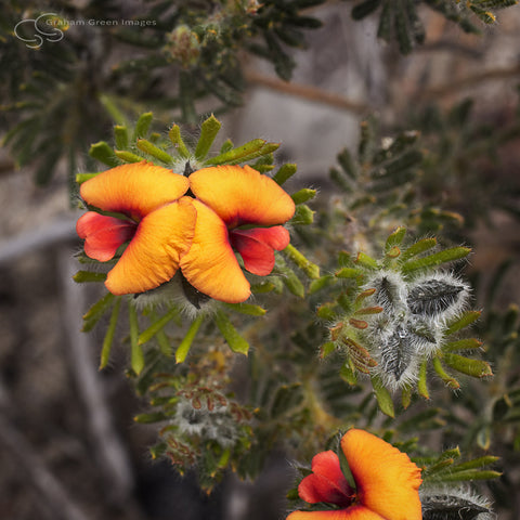 Wildflowers, Western Australia - WF5026