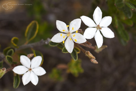 Wildflowers, Western Australia - WF5012
