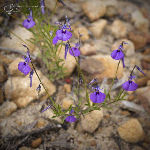 Wildflowers, Western Australia - WF5023