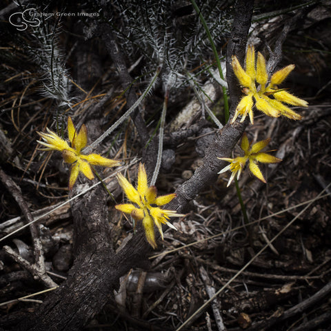Wildflowers, Western Australia - WF5021