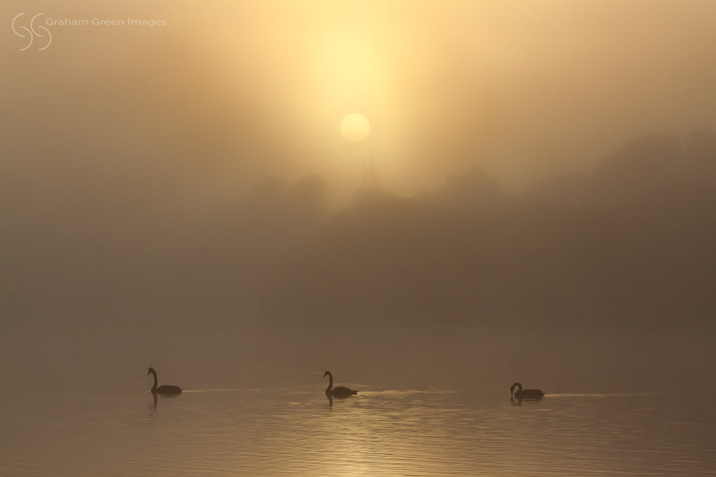 Foggy Morning, Lake Joondalup - JN4102