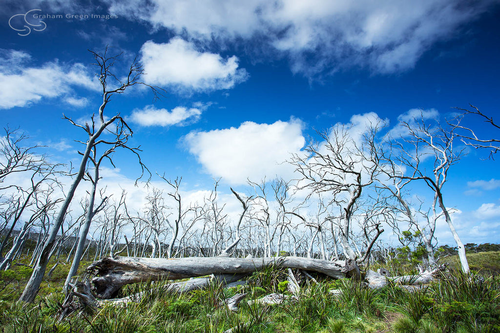 Otway Ghost Trees, Victoria - VC5022