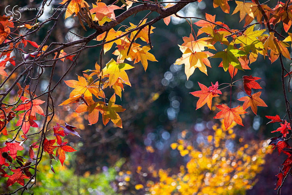 Autumn Leaves, Kalamunda - AL8966