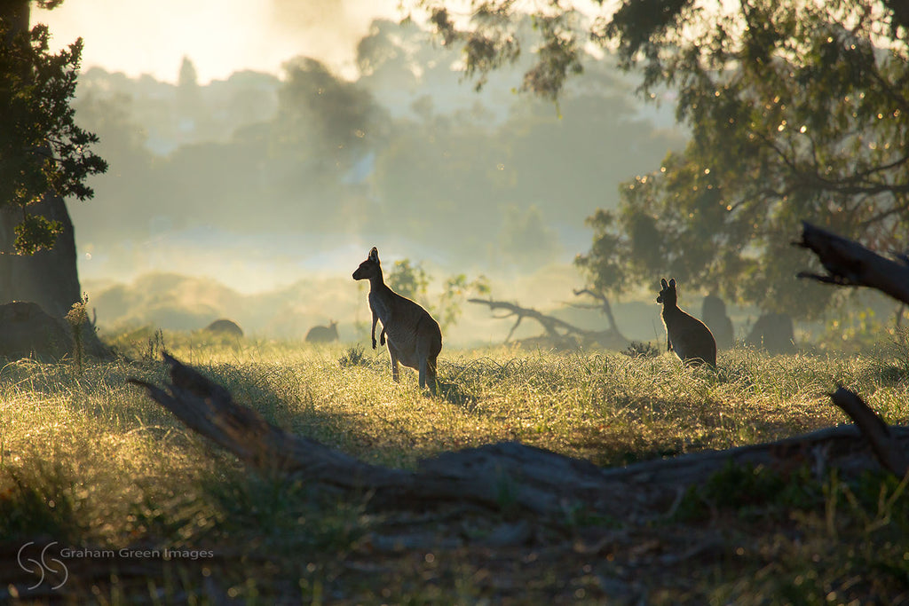 Kangaroos, Woodvale - KW7204