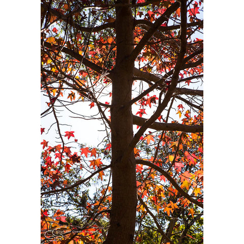 Maple Tree, Albany - MT2036