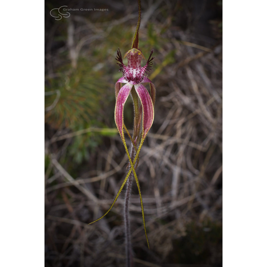 Orchid, Western Australia - WF5016