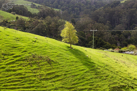 Otway Hills, Victoria - VC5020