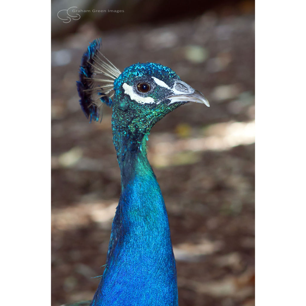 Peacock, Tasmania - PC3114