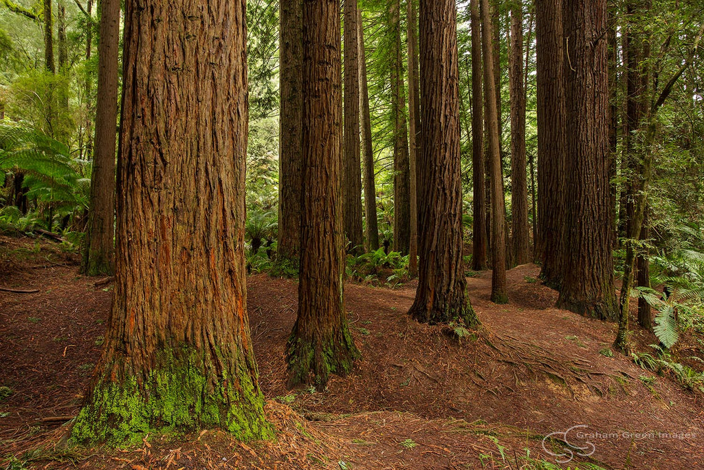 Californian Redwoods, Victoria - VC5037