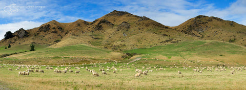 Sheep Paddock, NZ - NZ4019