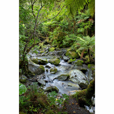 Mountain Stream, NZ - NZ4025