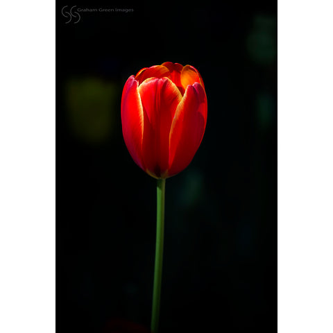 Tulip, Araluen - AR3020