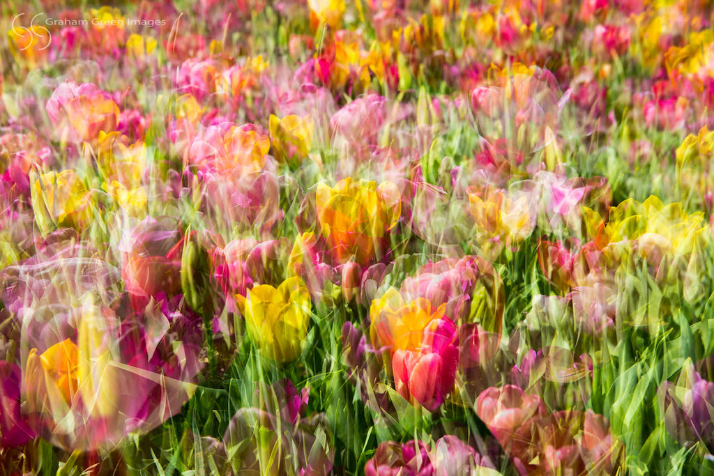 Tulips, Araluen - AR3019