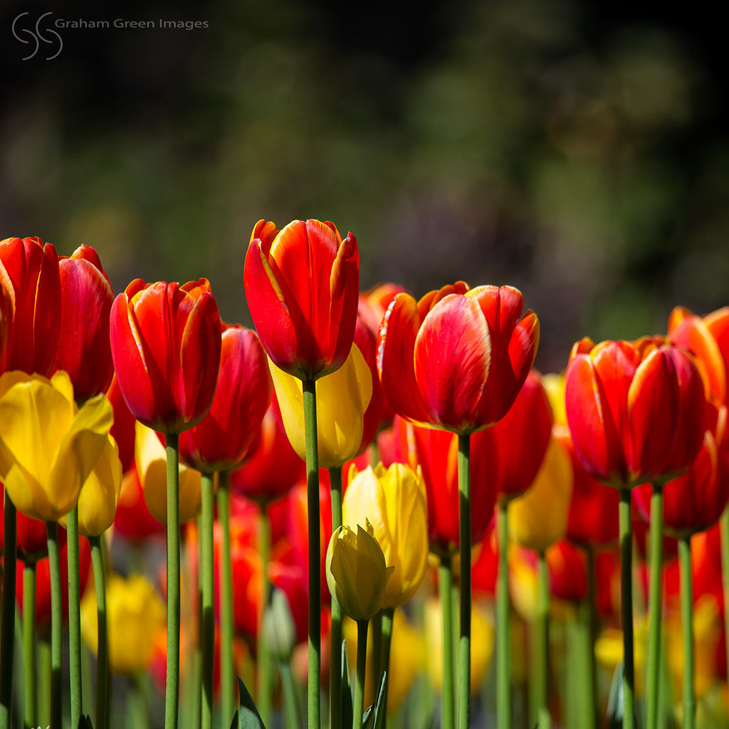 Tulips, Araluen - AR3022