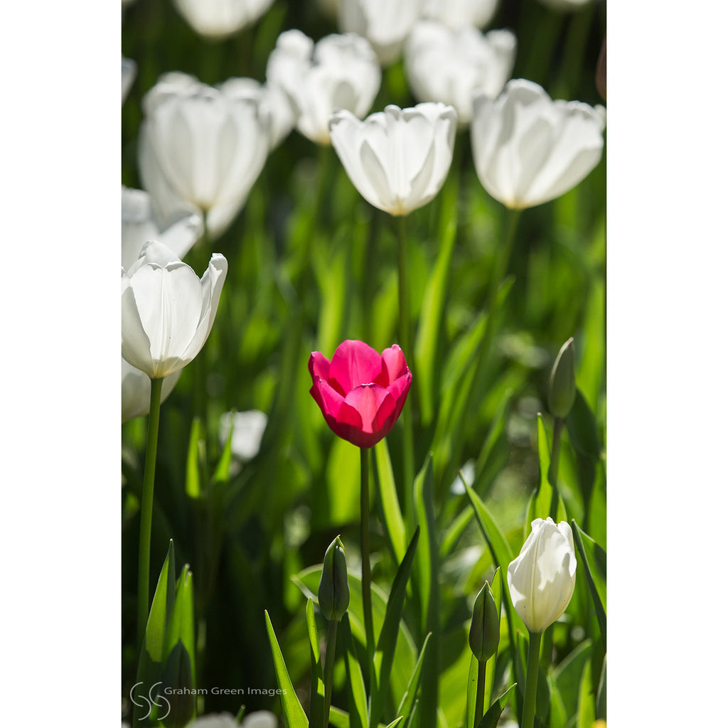 Tulips, Araluen - AR3023