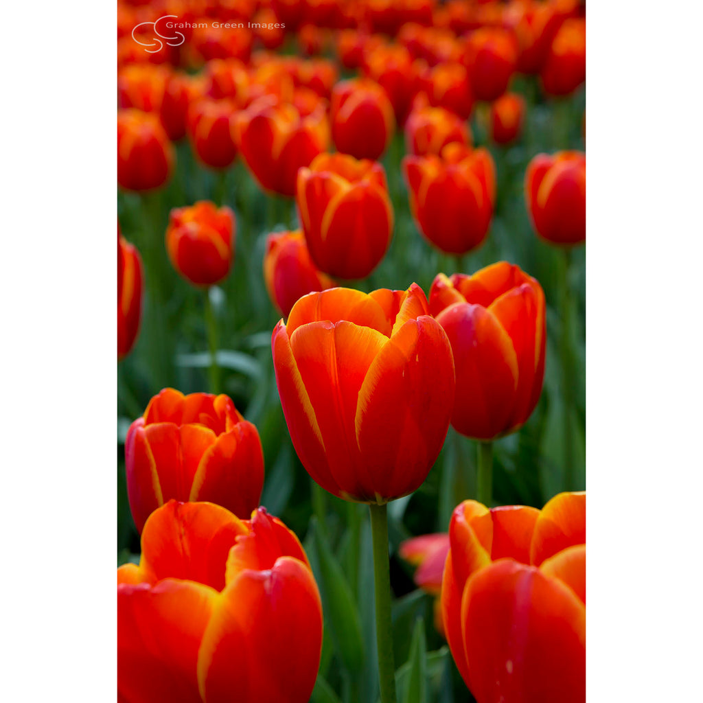 Tulips, Araluen - AR3008