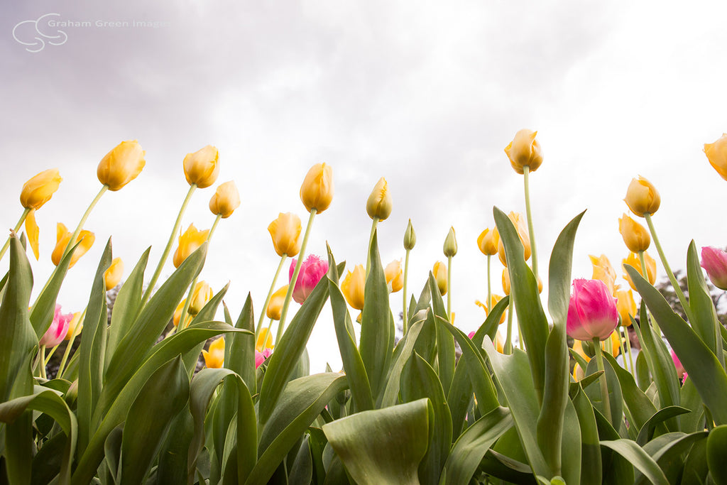 Tulips, Araluen - AR3010