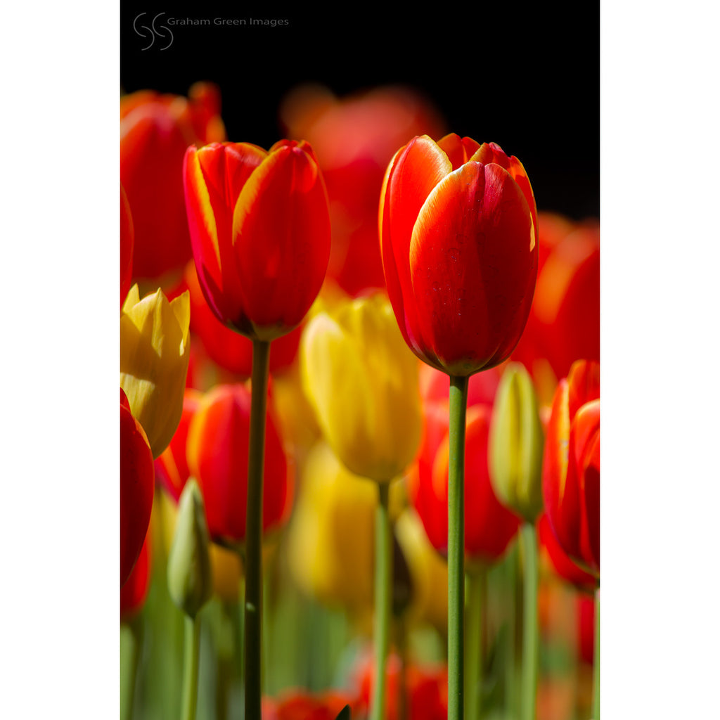 Tulips, Araluen - AR3013