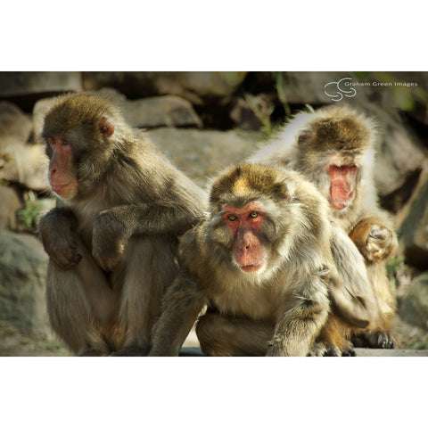 Three Wise Monkeys - WM2012